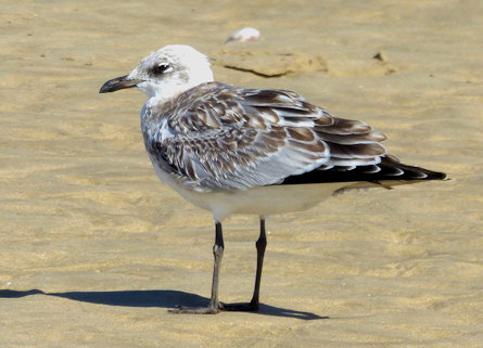 Ichthyaetus melanocephalus