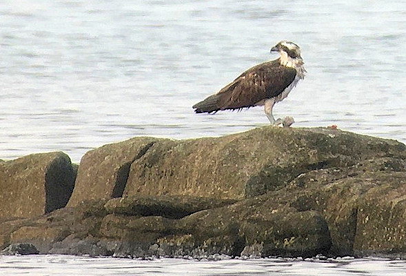 Pandion haliaetus