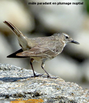 Anthus petrosus