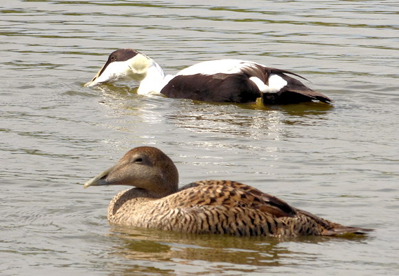 Somateria mollissima