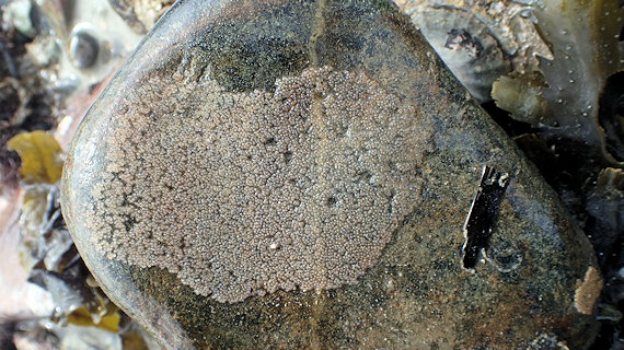 Pomatoschistus microps