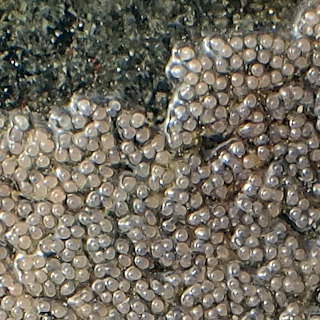 Pomatoschistus microps