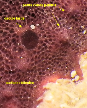 Chelonaplysilla noevus