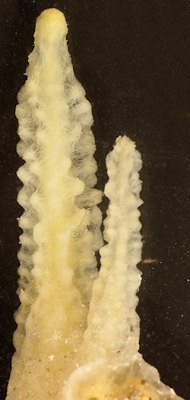 Ciocalypta penicillus