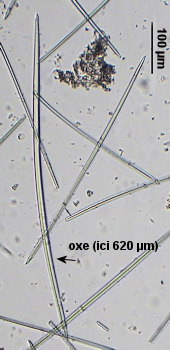 Ciocalypta penicillus