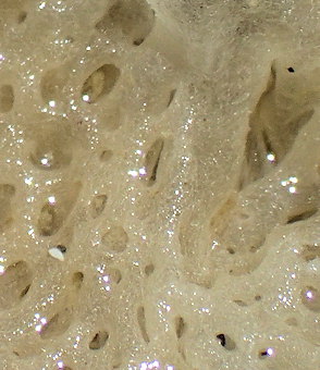 Clathrina coriacea