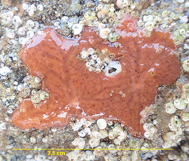 Hymedesmia jecusculum