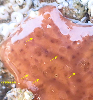 Hymedesmia jecusculum