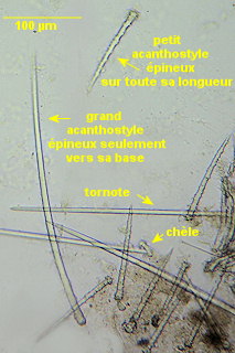 Hymedesmia jecusculum
