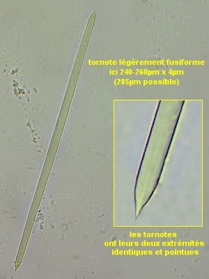 Hymedesmia jecusculum