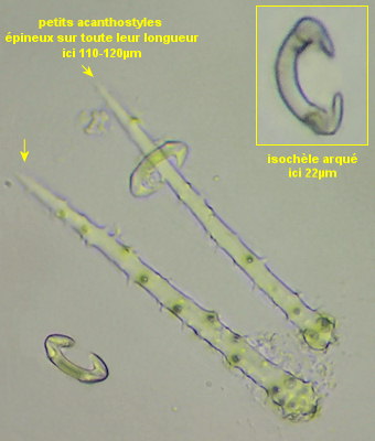 Hymedesmia jecusculum