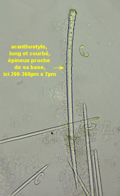 Hymedesmia jecusculum