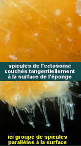 Pseudosuberites sulphureus