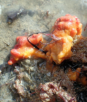 Suberites massa