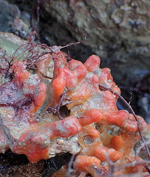 Suberites massa