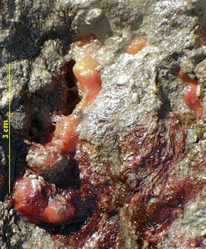 Suberites massa