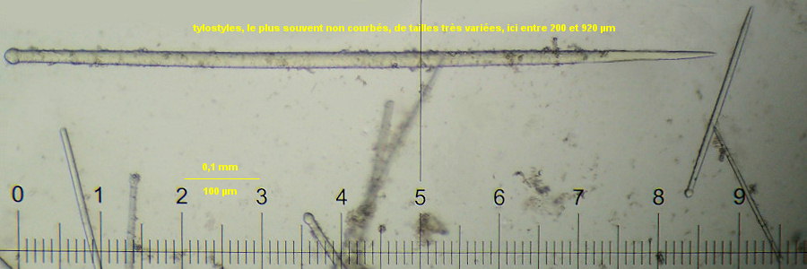 Suberites massa