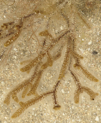 Cladostephus hirsutus