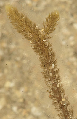 Cladostephus hirsutus