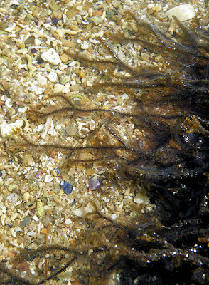 Cladostephus hirsutus