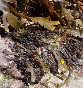 Cladostephus spongiosus