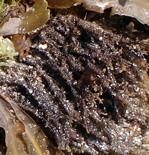 Cladostephus spongiosus