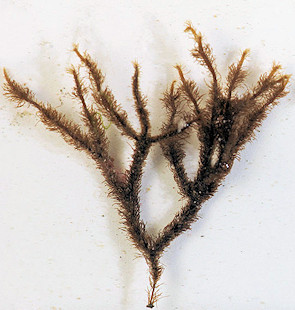 Cladostephus spongiosus