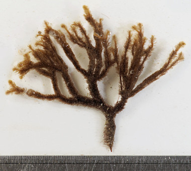 Cladostephus spongiosus