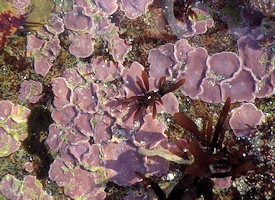 algues encroutantes calcifiées