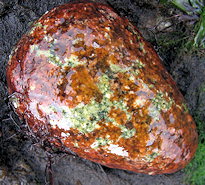 algue formant une croute non calcaire