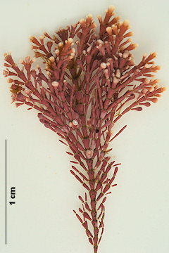 Corallina berteroi