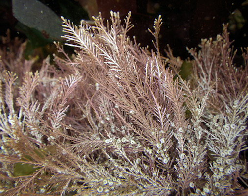 Corallina officinalis