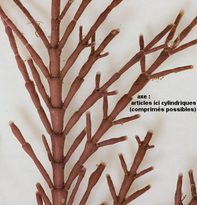 Corallina officinalis