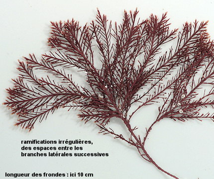 Corallina officinalis