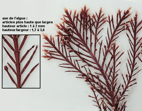 Corallina officinalis