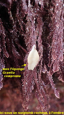 Ellisolandia elongata