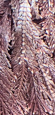 Ellisolandia elongata