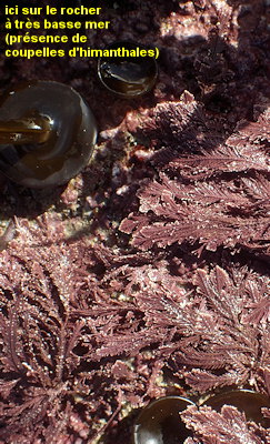 Ellisolandia elongata