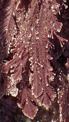 Ellisolandia elongata