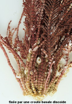 Ellisolandia elongata