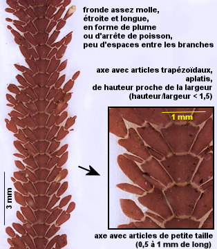 Ellisolandia elongata