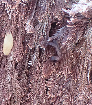 Ellisolandia elongata