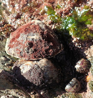 Erythrotrichia welwitschii