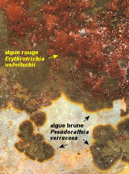 Erythrotrichia welwitschii