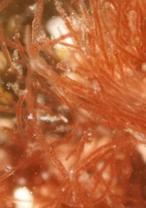 Erythrotrichia welwitschii
