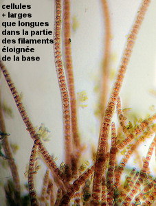Erythrotrichia welwitschii
