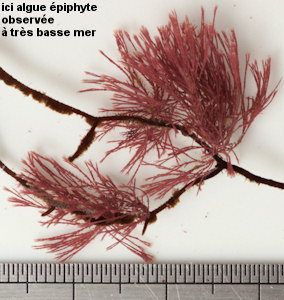 Jania rubens var. corniculata