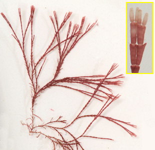 Jania rubens var. corniculata