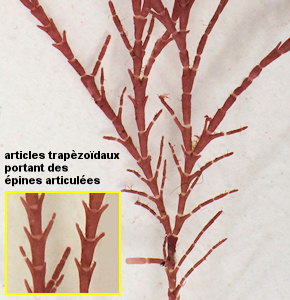 Jania rubens var. corniculata