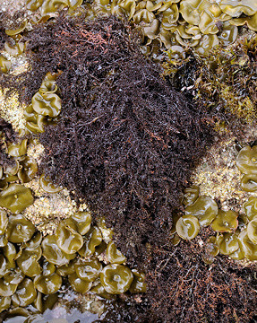 Laurencia pyramidalis